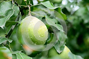 Ripe large pear under rain drops on a tree with green leaves