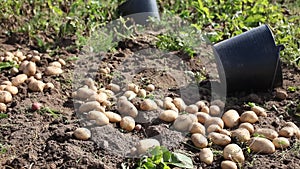 Ripe large potatoes dug in the field on a sunny day