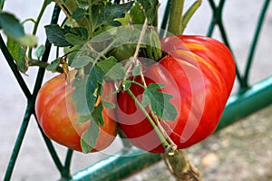 Ripe large red tomato attached with vine to smaller one growing in home garden surrounded with dark green leaves and wire fence