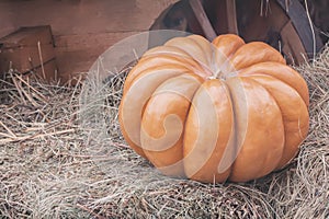 Ripe large ribbed pumpkin on straw, vintage colours. Rustic fall background with copy space