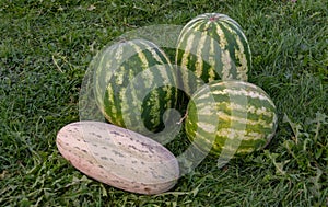 Ripe large watermelons and melons lie on the grass.