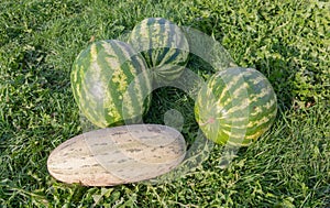 Ripe large watermelons and melons lie on the grass.