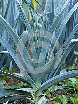 Ripe leek plant (Allium Porrum) growing in garden bed. Fresh plantation of green natural leaves in vegetable farm.