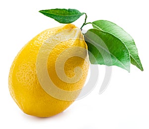 Ripe lemon fruit with leaves on the white background.