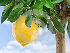 Ripe lemon fruit on the tree. Blue sky background