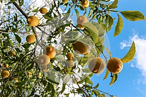 Ripe lemon fruits on the branches of the lemon tree on the blue sky background.