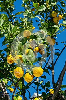 Ripe lemon fruits on lemon tree and blue sky at the background