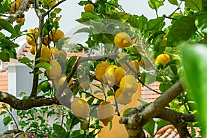 Ripe lemon fruits on lemon tree in the garden