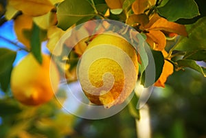 Ripe lemon hanging on branch