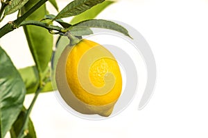 Ripe lemon on lemon tree isolated on white background with copy space