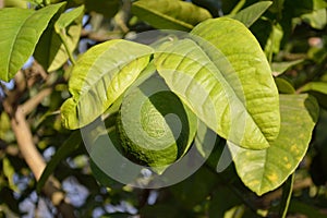 Ripe lemon on tree