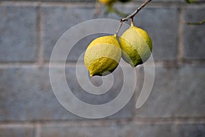 Ripe lemon tree fruits
