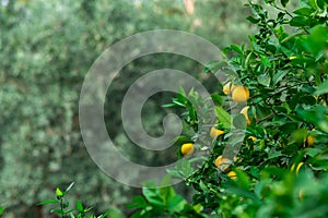 Ripe lemons on a branch in an orchard on a blurred background