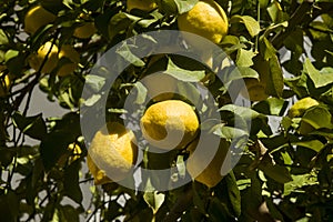 Ripe lemons on the branch of tree photo