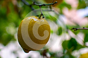 Ripe lemons citrus fruits hanging on lemon tree