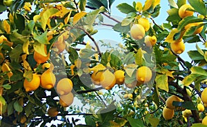 Ripe lemons hanging on lemon tree