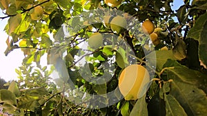 Ripe lemons hanging on a lemon tree. Yellow lemons grow on a tree in the garden. Sun in shining though the branch