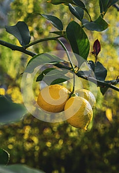 Ripe lemons hanging on a tree