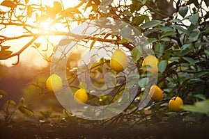 Zrelý citróny závesný na strom 