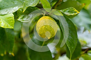Ripe lemons hanging on a tree. Growing a lemon