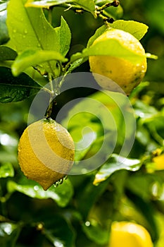 Ripe lemons hanging on a tree. Growing a lemon