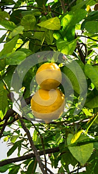Ripe lemons hanging on tree wallpaper