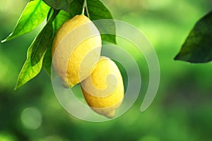 Ripe lemons and leaves on branch