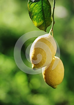 Ripe lemons and leaves hanging on branch