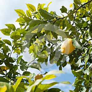 Ripe lemons on lemon tree