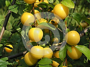 Ripe lemons on tree