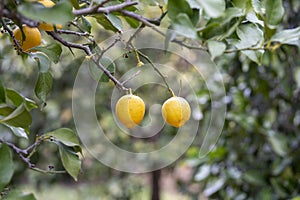 Ripe lemons on tree. Growing lemon.