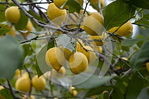 Ripe lemons on tree. Growing lemon.