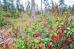 Ripe lingonberries growing in a forest