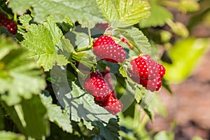 Ripe loganberries on growing on loganberry bush with copy space