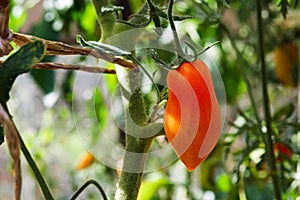 Ripe long tomato growing on vine in greenhouse