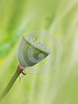 Ripe lotus pod against green