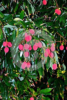 Ripe lychee fruit