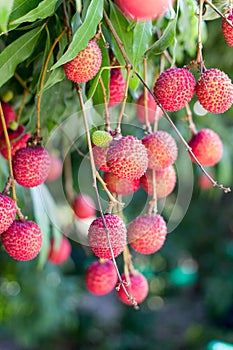 Ripe lychee fruit on tree i