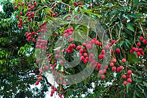 Ripe lychee fruit