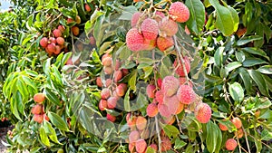 Ripe lychees fruit on a tree.