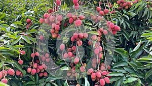 Ripe lychees fruit on a tree.
