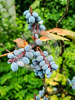 Ripe Mahonia fruits against a background of nature photo