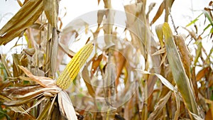 Ripe maize on the cob in cultivated agricultural corn field ready for harvest picking