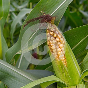 Ripe maize
