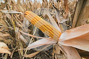 Ripe maize ear in cultivated corn field ready for harvest