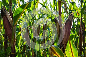 Ripe maize ears in a corn field