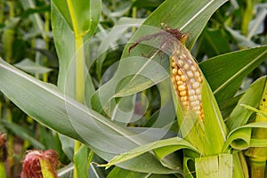 Ripe maize