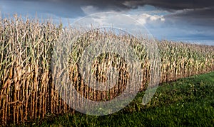 Ripe maize field
