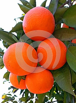 Ripe mandarin orange grows on the citrus agricultural plantation