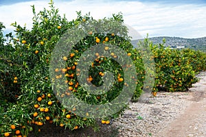 Ripe mandarin oranges on trees